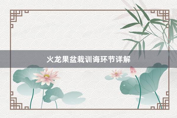 火龙果盆栽训诲环节详解